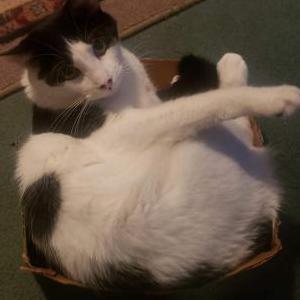 Lost Cat Dak
