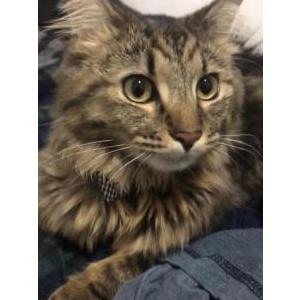 Image of Bitty Bitty, Lost Cat