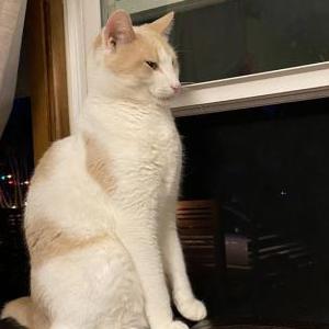 Image of Cotton, Lost Cat