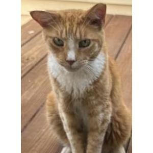 Lost Cat Thomas