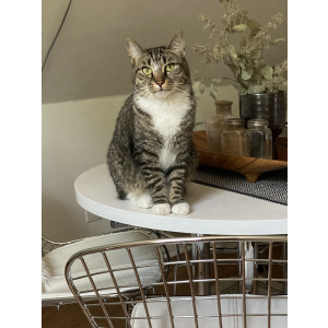 Image of Gary, Lost Cat