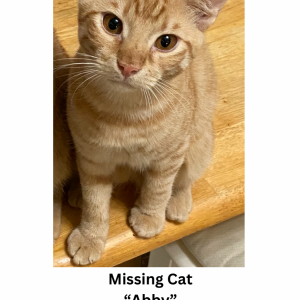 Lost Cat Absinthe