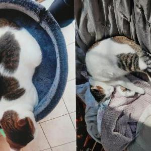 Lost Cat Clover
