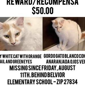Image of Snowball, Lost Cat