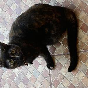 Lost Cat Noir