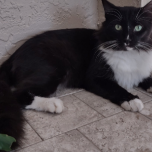 Lost Cat Timmy