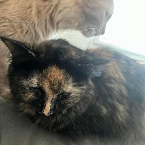 Lost Cat Brad (Female)