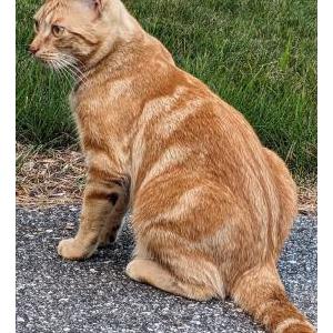 Lost Cat Rebel