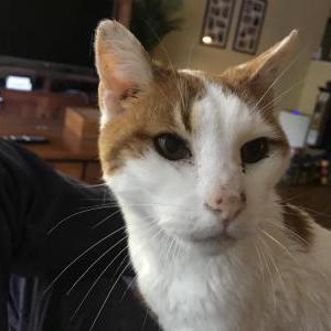 Lost Cat Cicero