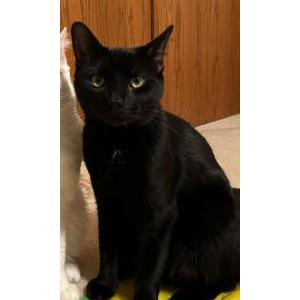 Lost Cat Luca