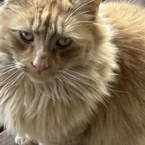 Lost Cat Yoda