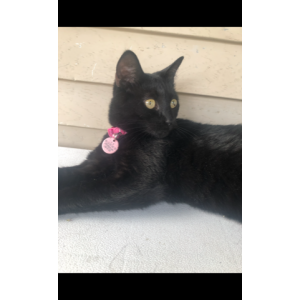Lost Cat Mandy