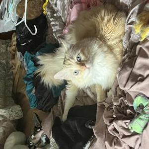 Lost Cat Sidney