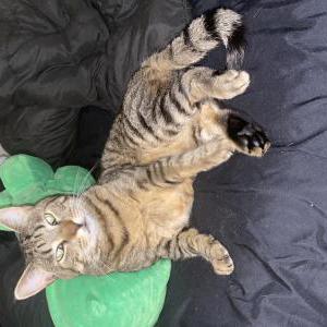 Lost Cat Chester