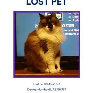 Lost Cat Mr.Mister