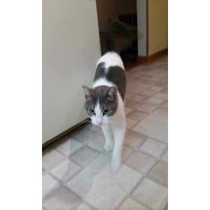 Lost Cat Whispers