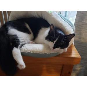 Lost Cat Mirri