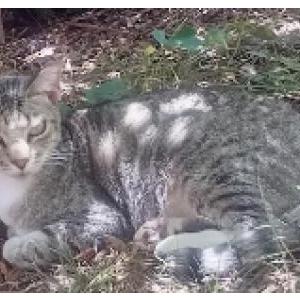 Lost Cat Tigey