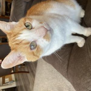 Image of Stripes, Lost Cat