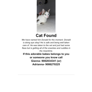 Found Cat Unknown