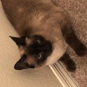 Image of Pickles, Lost Cat