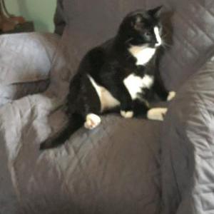 Lost Cat Ozzie