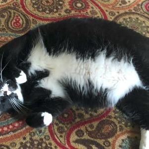 2nd Image of Ozzie, Lost Cat