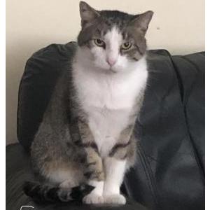 Lost Cat Sammie