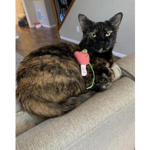 Lost Cat Mocha