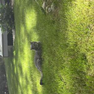 Lost Cat Pippy