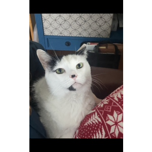 Lost Cat Nickolas