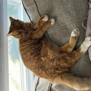 Lost Cat Pumpkin