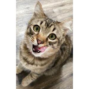 Lost Cat Atari