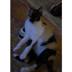 Lost Cat Baby Craig