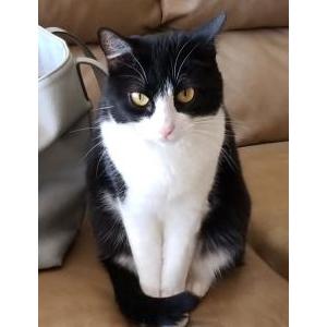 Lost Cat Sadie