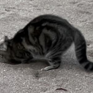 Lost Cat Teal