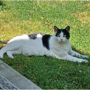 Lost Cat Macy