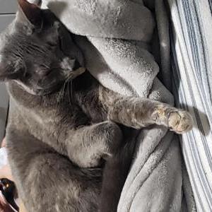 Lost Cat Gray