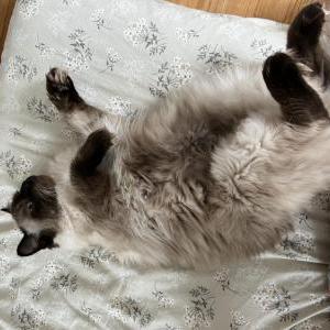 Lost Cat Georgette