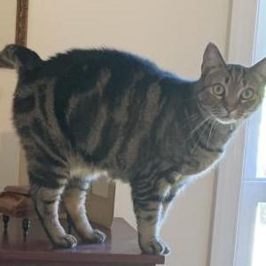 Image of Jolly Wallee, Lost Cat