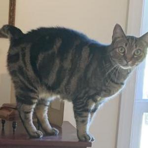 Lost Cat Jolly Wallee