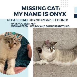 Lost Cat Onyx