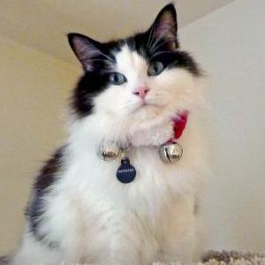 Lost Cat CLOVIS