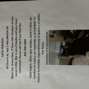 Lost Cat Luna