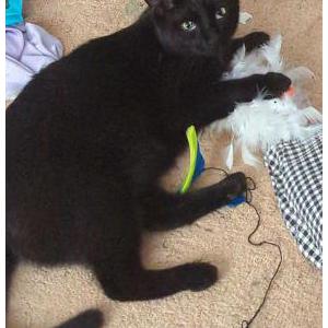 Lost Cat Felix