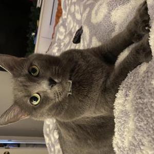 Lost Cat nala