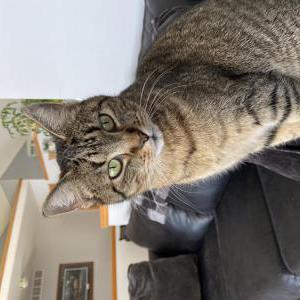 Lost Cat Booty