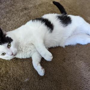 Image of Snoopy, Lost Cat
