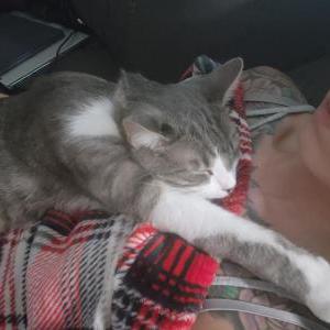 Lost Cat Silver