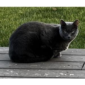 Lost Cat Rosie